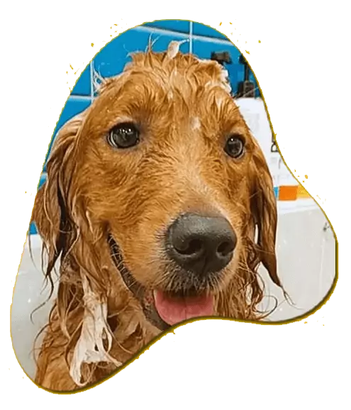 ✅ Cachorro feliz na seção de reserva online do Aline Pet, hotel para cachorro em Florianópolis com agendamento fácil.