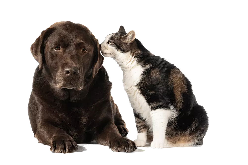 ✅ Seção quem somos do Aline Pet, hotel para cachorro no Campeche que também atende gatos.